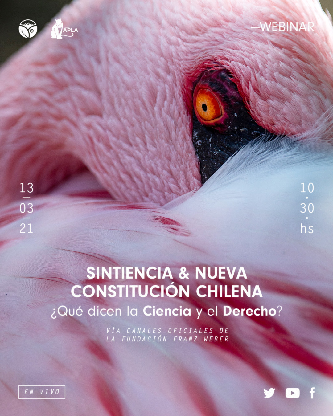 "Sintiencia y Nueva Constitución Chilena" ¿Qué dice la ciencia y el derecho?