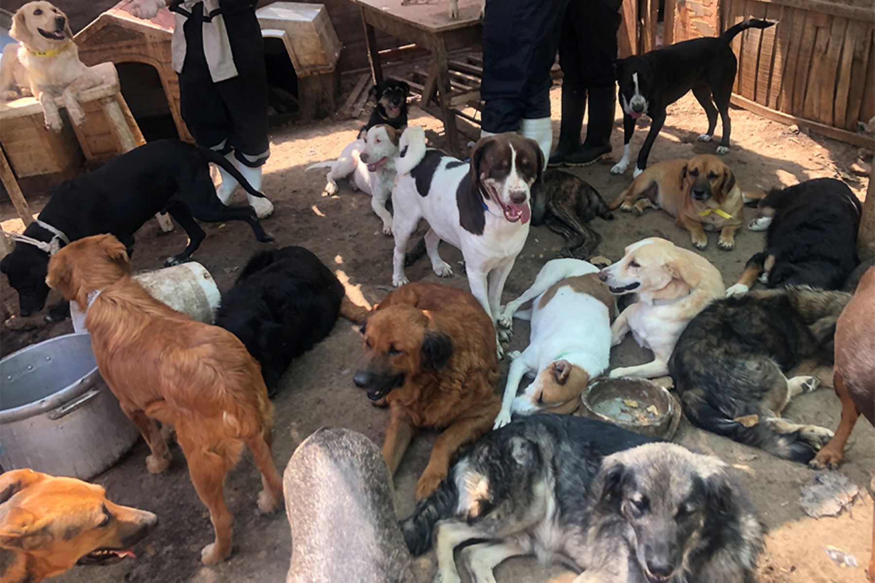 The Antofagasta District Court orders the local police not to issue an arrest warrant against the owner of the 22 dogs, who must relocate half of them because there is no space to keep them.